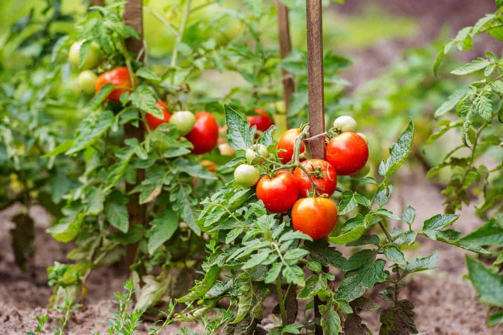 Orenda Home Garden_Soil pH and Baking Soda in the Garden